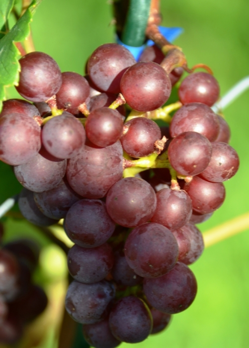 Chardonnay rosee ANT 6397